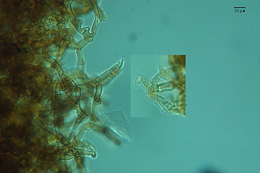 Crosta vellutata - foto 2140 (Tomentella bryophila)